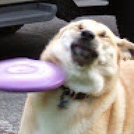 XlightsDoge
